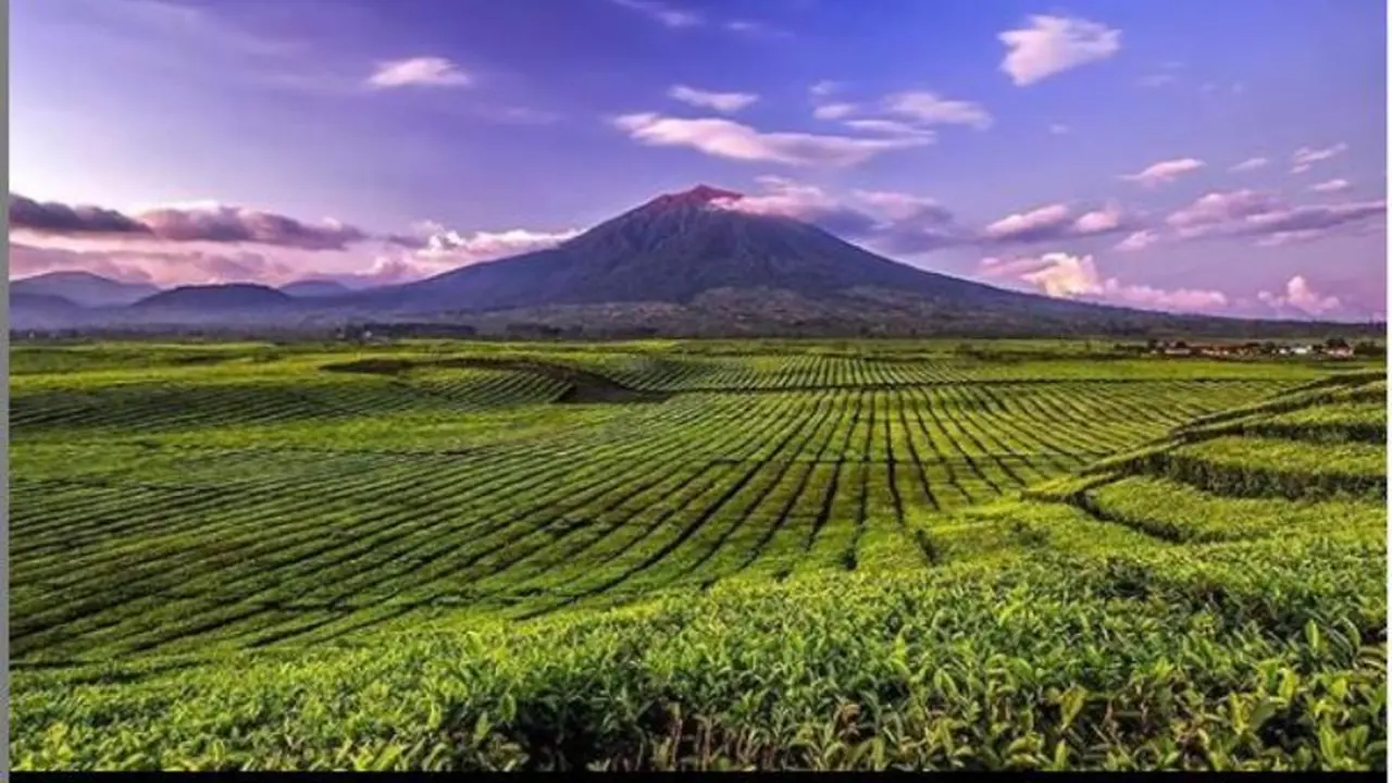 Perkebunan Teh Kayu Aro di Gunung Kerinci, Jambi