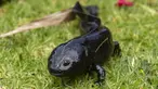 Seekor hewan sejenis amfibi Ajolote (Ambystoma mexicanum) berada di pusat konservasi saat Ajolote Preservation Event di mana tindakan pelestarian spesies endemik yang terancam punah ini dibahas di Xochimilco, Mexico City, Meksiko, 16 Februari 2022. (CLAUDIO CRUZ/AFP)