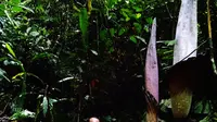 Satu dari tiga bunga bangkai jenis Amorphophallus gigas yang mekar di Desa Merangin, Kecamatan Kuok, Kabupaten Kampar, Riau, mencapai 3,97 meter‎ dan diklaim tertinggi di dunia. (Liputan6.com/M Syukur)