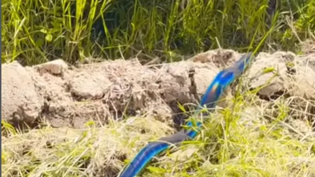 Viral Ular Biru di Papua