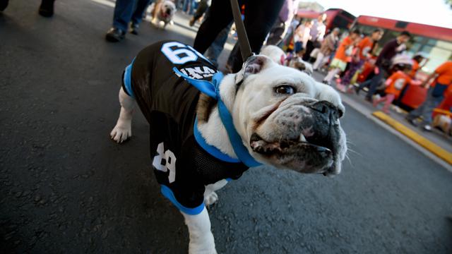 Ekpresi Anjing Bulldog Saat Berkumpul Untuk Pecahkan Guinness Rekor