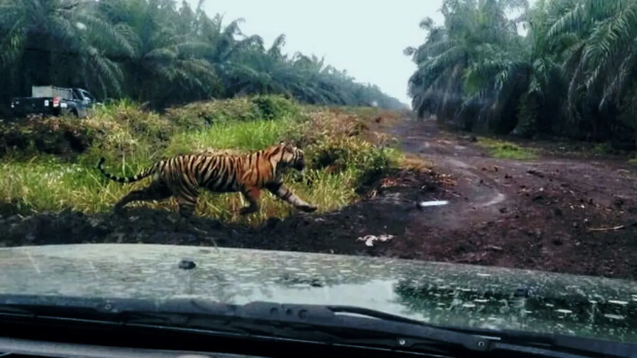 Harimau menerkam manusia