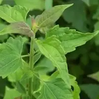 Daun Balakacida (rri.co.id)