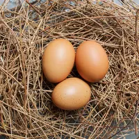 Ilustrasi telur ayam/credit: unsplash.com/montatip