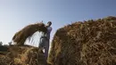 Seorang petani memanen padi di sebuah sawah di Desa Awantipora, Distrik Pulwama dekat Kota Srinagar, Kashmir yang dikuasai India (23/9/2020). (Xinhua/Javed Dar)