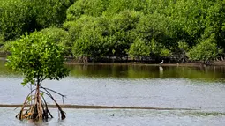 Peringatan Hari Mangrove Sedunia bertujuan meningkatkan kesadaran tentang pentingnya ekosistem mangrove dan mendorong tindakan perlindungan dan pelestarian. (CHAIDEER MAHYUDDIN/AFP)