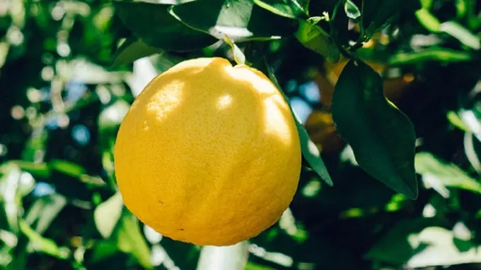 Ilustrasi lemon