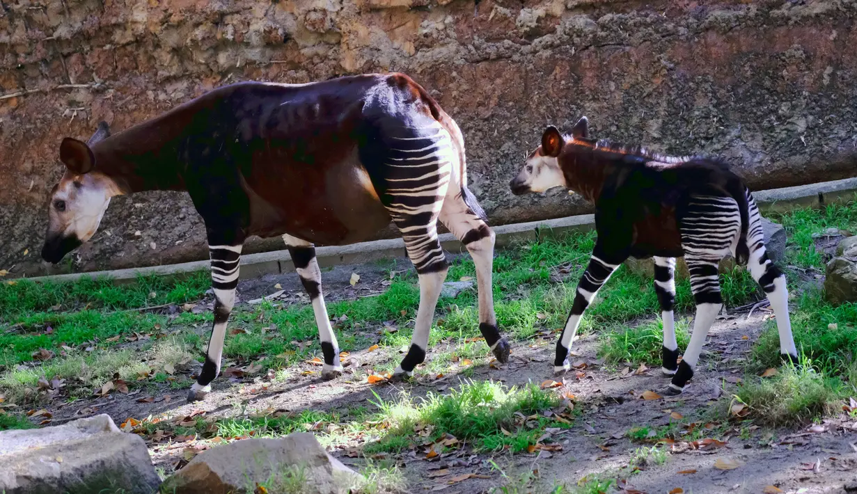 Bayi okapi berjalan bersama induknya di dalam kandang Kebun Binatang Los Angeles, Selasa (23/1). Okapi merupakan mamalia Afrika yang kulitnya menyerupai zebra di bagian kaki dan spesies hewan ini juga dekat dengan jerapah. (AP Photo/Richard Vogel)