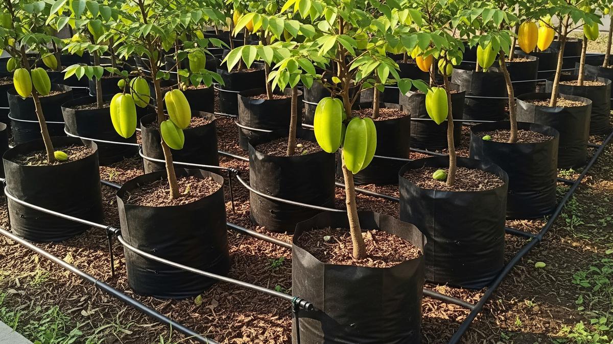 7 Kebun Buah di Polybag dengan Sistem Irigasi Sederhana untuk Lahan Terbatas, Praktis dan Produktif