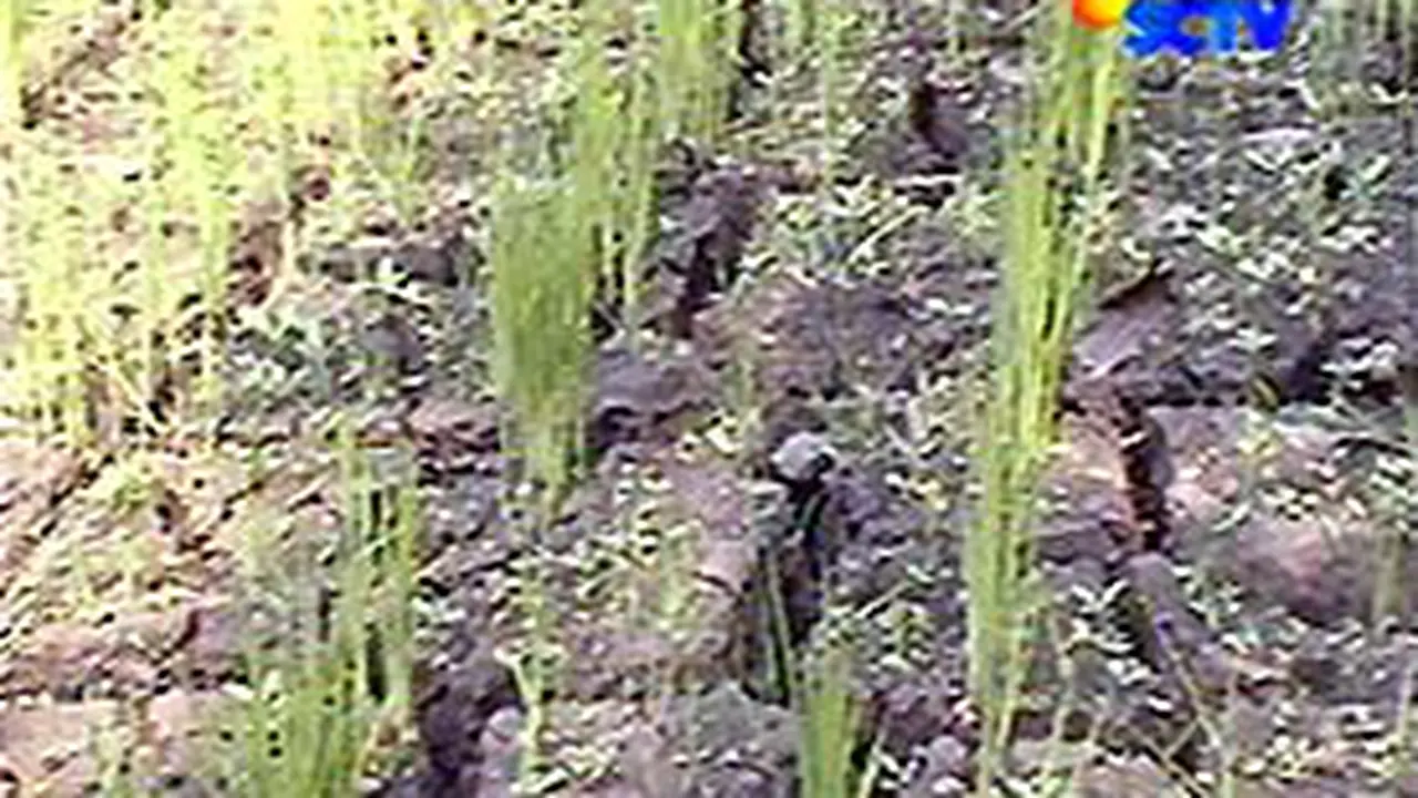 050706ckekeringan.jpg