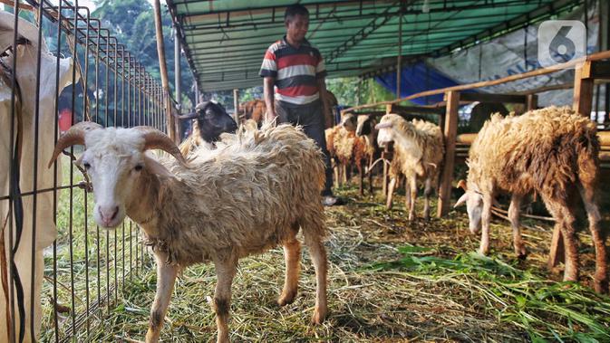 Pedagang Dilarang Jualan Hewan Kurban di Trotoar Jakarta, Sanksinya Tak Main-Main