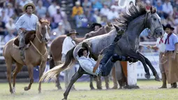Seorang gaucho terjatuh saat menunggangi kuda liar dalam perayaan Pekan Creole di Montevideo, Uruguay, (23/3). Para gaucho ini akan memperebutkan gelar pengendara terbaik. (REUTERS/Andres Stapff)