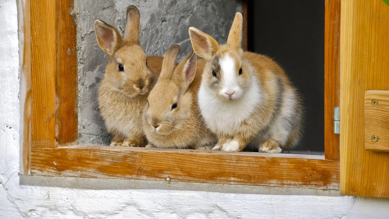 Kelinci Berkembang Biak dengan Cara: Memahami Proses Reproduksi Kelinci