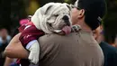 Seorang pria menggendong anjing Bulldog saat berkumpul untuk meraih Rekor Guinness di Mexico City di Meksiko (26/2). (AFP/Alfredo Estrella)