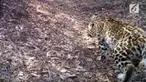 Sebuah cagar alam di Ziwuling menangkap gambar beberapa macan tutul liar berkeliaran. Hewan ini diperkirakan memiliki ukuran tubuh terbesar.