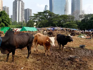 Suasana penjualan hewan kurban di kawasan Kuningan, Jakarta Selatan, Selasa (20/6/2023). Menjelang Hari Raya Idul Adha 1444 Hijriyah, penjualan hewan kurban asal Bima Nusa Tenggara Timur (NTT) tersebut mulai bergeliat. (Liputan6.com/Johan Tallo)