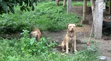 Dua ekor anjing pitbull menyerang seorang pencari kayu bakar hingga tewas. Diketahui kedua anjing itu kerap dibiarkan pemiliknya berkeliaran.