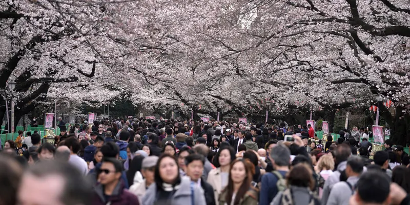 Menikmati Keindahan Bunga Sakura Mekar di Taman Tokyo