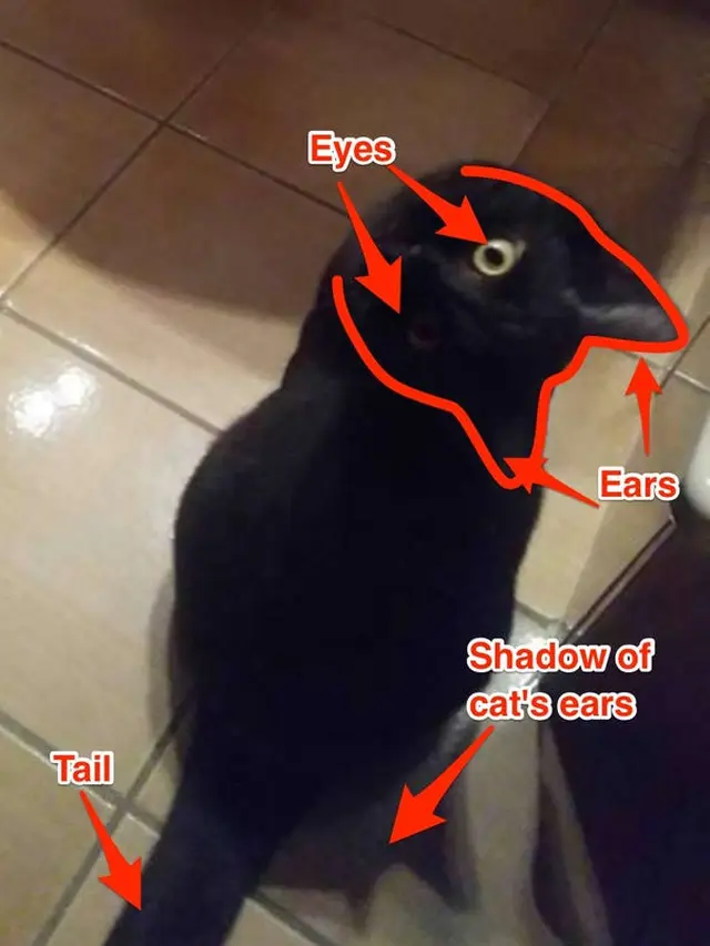 Ilusi optik kucing