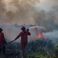 Kebakaran Hutan dan Lahan Berulang, Bahaya Jangka Panjang Mengintai