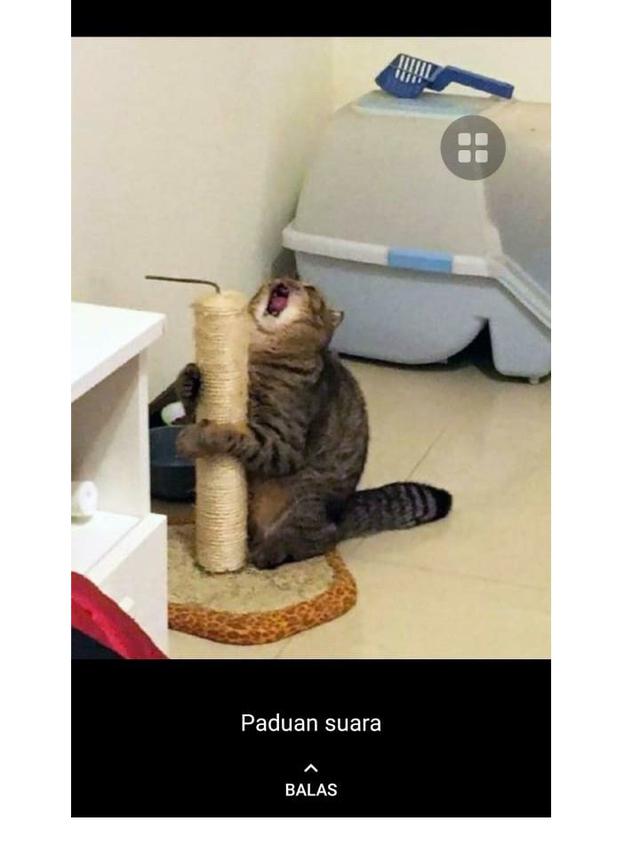 8 Potret Cocoklogi Jika Kucing Ikut Ekstrakurikuler Ini Bikin Gemas