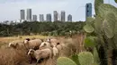 Suasana saat sekelompok kecil domba merumput di sebuah ladang yang berada di antara gedung pencakar langit Tel Aviv, Israel, Senin (28/5). (AP Photo/Oded Balilty)