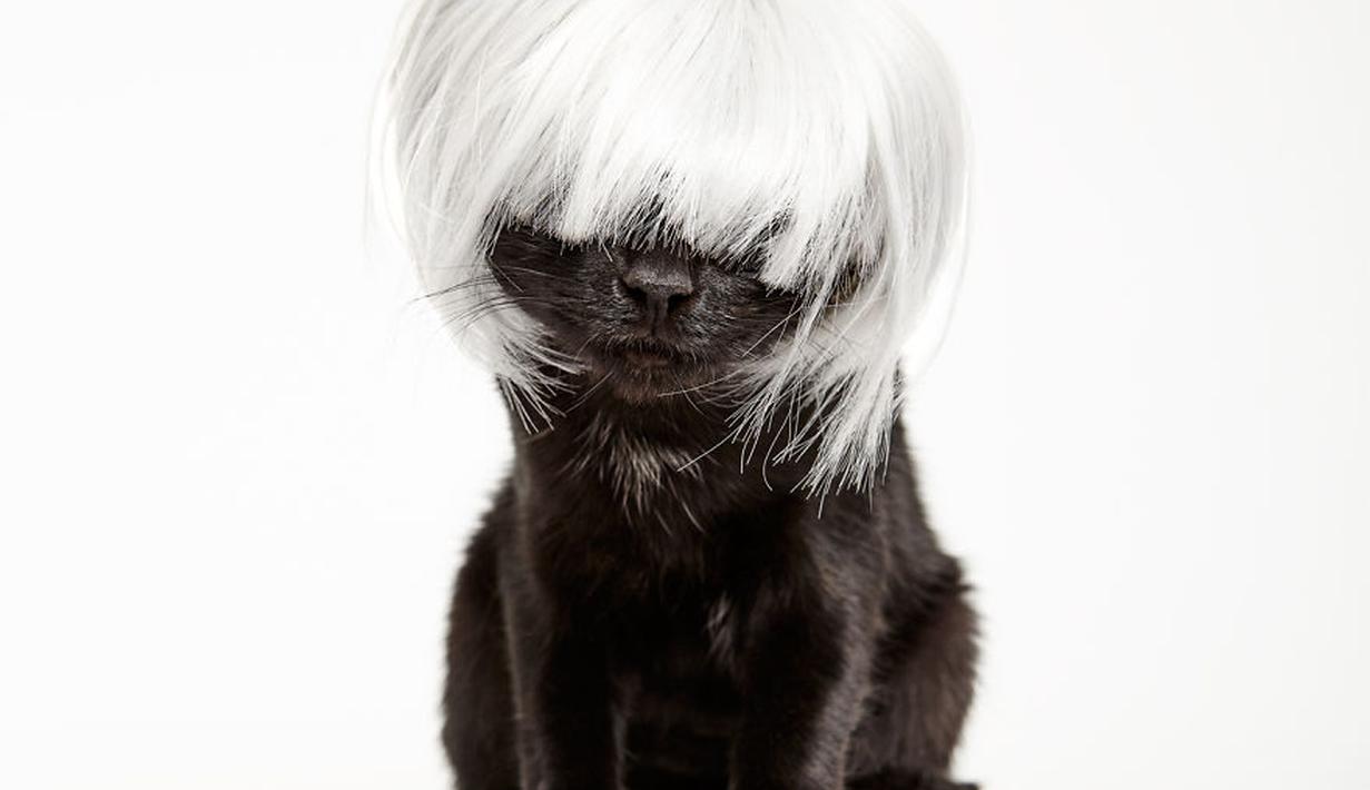 So Cute, Kucing-Kucing Pakai Topi Ini lakukan Pemotretan ...