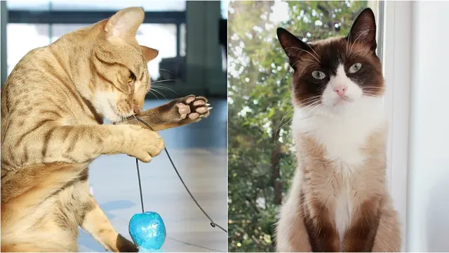 Kucing Ocicat dan Snowshoe
