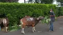 Pekerja memberi makan sapi kurban di studio 5 Indosiar, Daan Mogot, Jakarta, Rabu (6/7/2022). PT Surya Citra Media (SCM) menyerahkan sejumlah hewan kurban kepada masyarakat jelang Hari Raya Idul Adha ada 65 hewan kurban yang diserahkan SCM tahun ini. Sebanyak 65 hewan kurban ini terdiri dari 8 ekor sapi dan 57 ekor kambing. (Liputan6.com/Angga Yuniar)