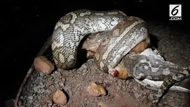 Sebuah video mengerikan, menampilkan ular piton tengah memangsa posum.