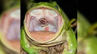 Viral, Potret Jeritan Ular Saat Ditelan Katak Hijau Raksasa