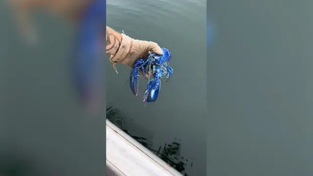 Lobster biru