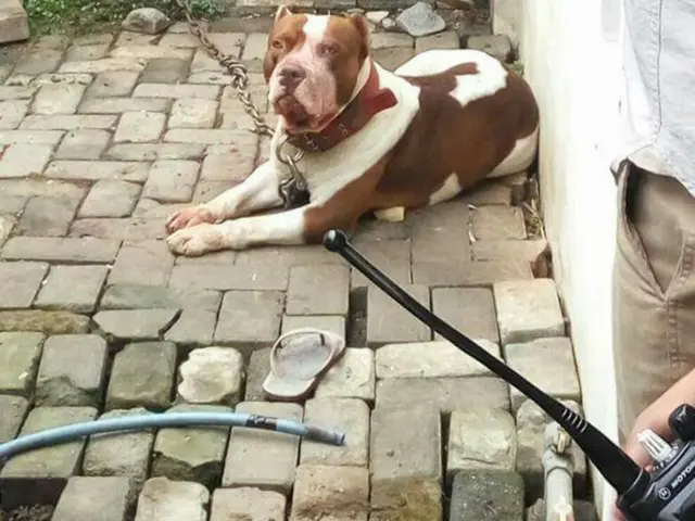 kenapa anjing pitbull menyerang manusia