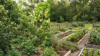 Food Forest vs Kebun Sayur Biasa, Mana Lebih Menguntungkan? Simak Ulasan Selengkapnya