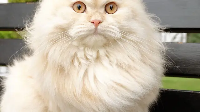 Kucing Yang Senang Dengan Air
