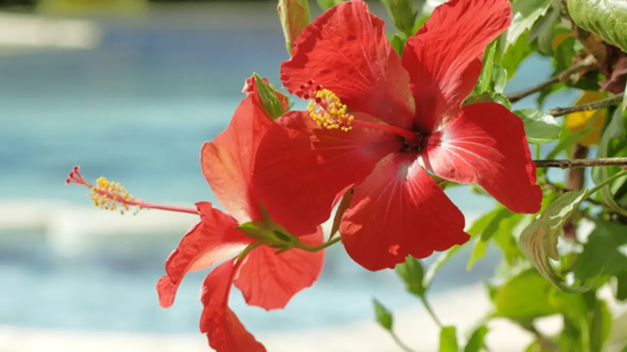 Courtesy ShutterStock.com