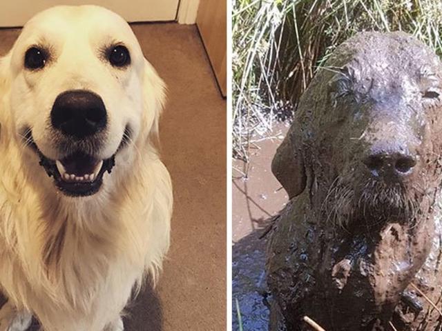 7 Potret Kocak Anjing Habis Bermain Lumpur Gemas Banget Citizen6 Liputan6 Com