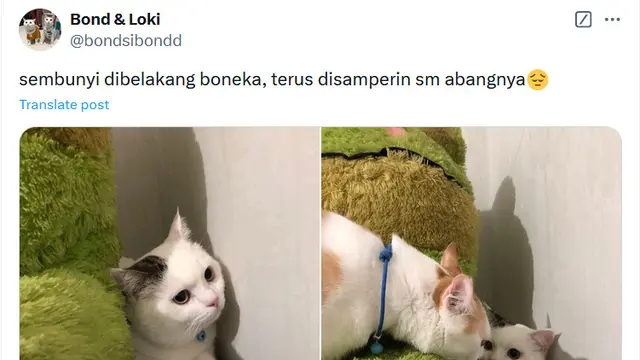 6 Potret Kucing Sembunyi Takut Dengar Kembang Api, Bikin Kasihan tapi Gemas