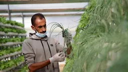Abdullah Abu Halima bekerja di pertanian hidroponik miliknya di Kota Beit Lahia, Jalur Gaza utara (25/11/2020). Petani Palestina tersebut menanam selada, brokoli, kacang-kacangan, peterseli, daun bawang dan jenis sayur lainnya dengan metode irigasi khusus. (Xinhua/Rizek Abdeljawad)