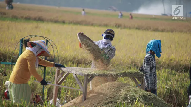 Merauke Panen Padi Perdana, Ada Sosok Haji Isam Dibaliknya