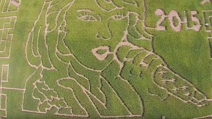 Pesona Labirin Ladang Jagung yang Berbentuk Wajah Taylor Swift