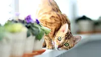 7 Cara Bantu Kucing Berolahraga, Bikin Anabul Tetap Aktif dan Sehat
