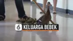 thumbnail tradisi bebek di prairie mountain school