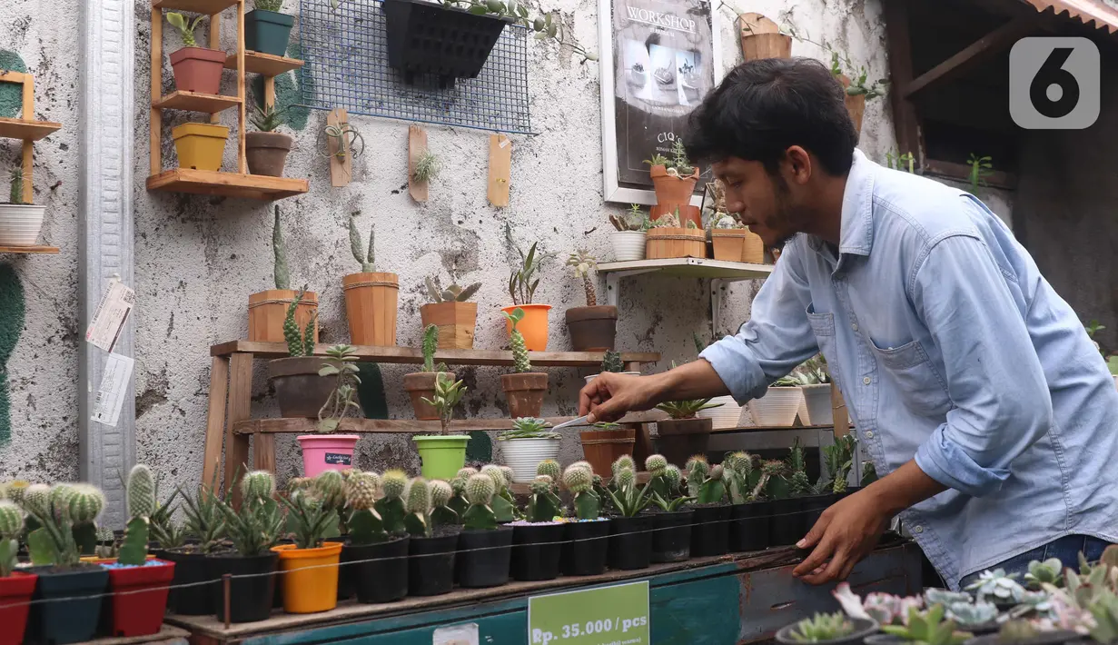 Pembudidaya tanaman hias merawat kaktus di Rumah Kaktus, Kota Tangerang, Banten, Jumat (2/4/2021). Tanaman hias di tempat ini dikirim hingga ke luar negeri untuk kebutuhan cendera mata dan hiasan rumah. (Liputan6.com/Angga Yuniar)