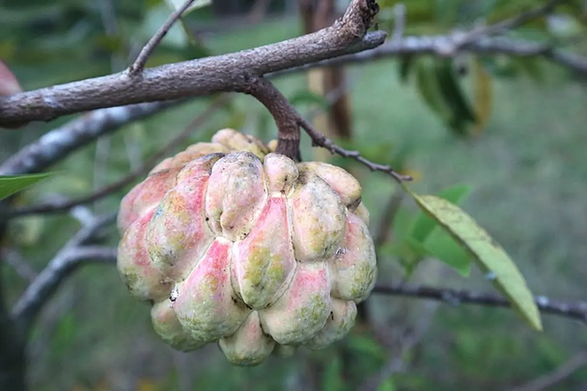 Ilustrasi buah srikaya | Wikimedia Commons