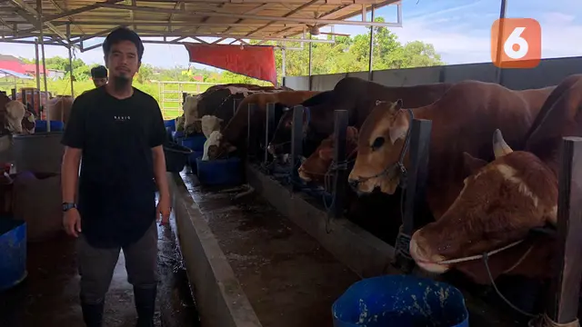 Penggemukan Sapi di Balikpapan