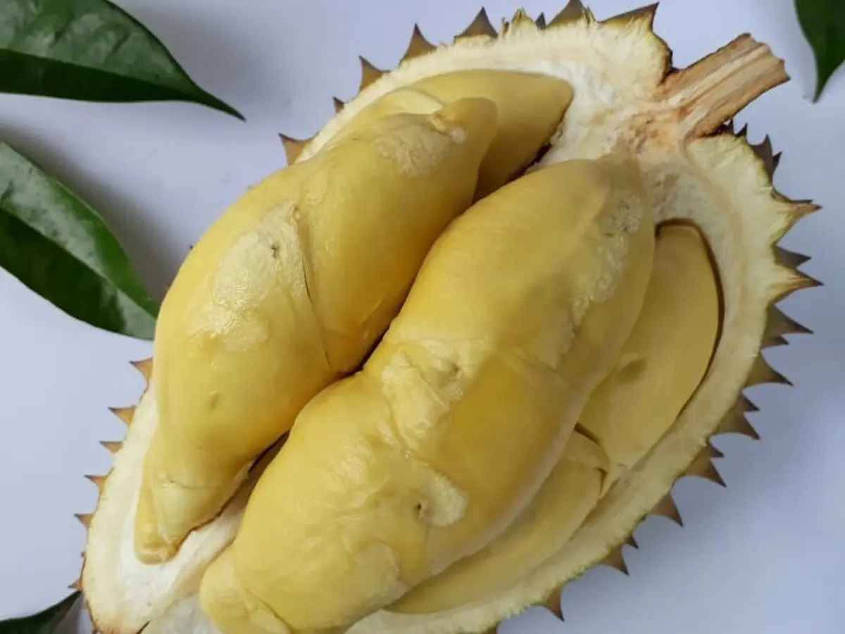 Siap-Siap, Durian asal Banjarnegara Ini Bakal Ngehits - Regional  Liputan6.com
