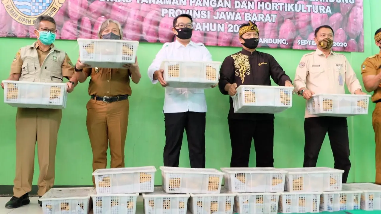 Pelepasan ekspor 30 ton ibu jalar oleh Gubernur Jabar Ridwan Kamil, Direktur Aneka Kacang dan Umbi Kementan Amirudin Pohan dan Bupati Bandung Dadang Supriatna. (Dok Kementan)