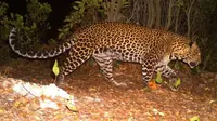 macan tutul kabur di lembang park and zoo (Liputan6.com/Antara)