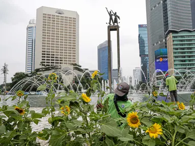 Petugas Dinas Pertamanan dan Hutan DKI Jakarta menata bunga matahari pada plater box di Bundaran HI, Jakarta, Jumat (18/6/2021). Pemasangan bunga matahari di kawasan Bundaran HI dalam rangka menyambut HUT ke-494 DKI Jakarta sekaligus mempercantik kawasan tersebut. (Liputan6.com/Faizal Fanani)
